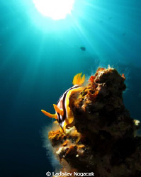 pyjama slug in sunset by Ladislav Nogacek 